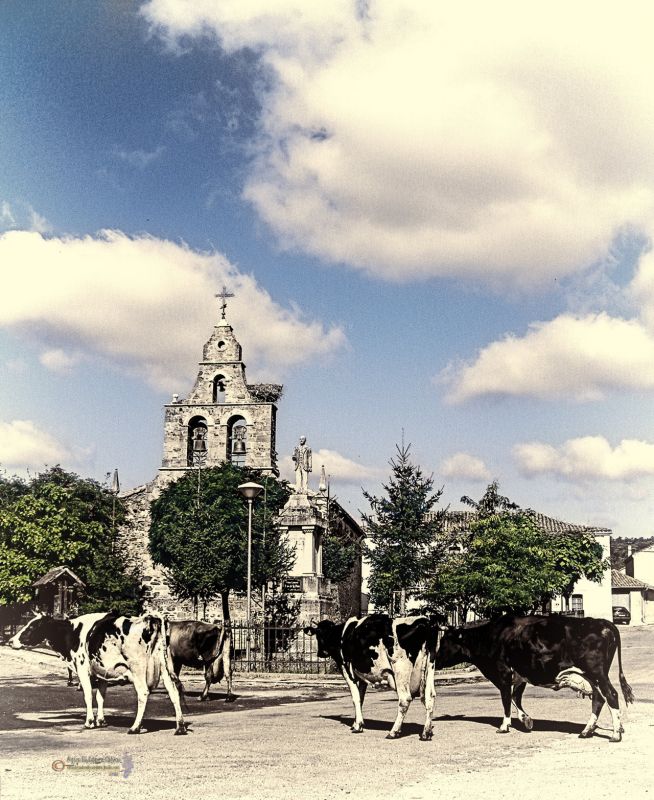 Vacas en Sta Maria de Ordas. Leon Reducc.jpg